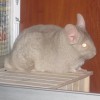 Капля Солнца