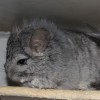 Инфант ЧинЛайф