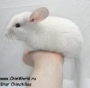 2 мес