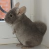 Коша
