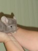 3,5 месяцев