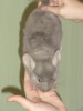 3,5 месяцев