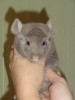 3,5 месяцев