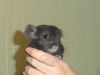 3,5 месяцев