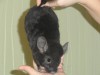 3,5 месяцев