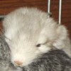 Кексик