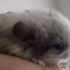 Моника Селеш