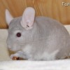 Амадей