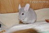 Амадей