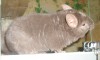 7.5 мес со вспышкой