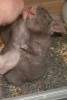 2.5 мес со вспышкой