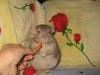 Вассаби