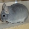 Рафаэль
