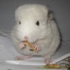 Клаус