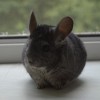Анфиса