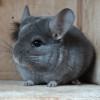 Орион Арктик Штиншилла
