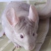 Рафаэлла_Гоби
