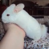 Снежа