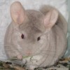 Омела