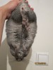 животик