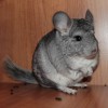 Камила