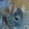 Кеша