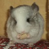 Кристи