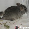 Уил