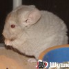 Фарина
