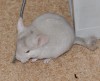 3 мес