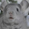 Манила_ЧинЛайф