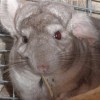 Лана