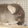 КримЭль