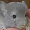 Грей Снейп