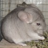 белка