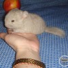 Асоль
