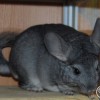 Мик