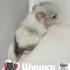 Цюрих