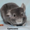 Куртизанка