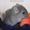 Камелия