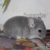 Веня