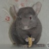 Квинта