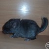 Мартин