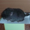 Лютер