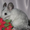 Молли