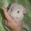 Еримей