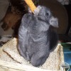 Клайд