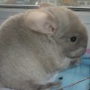 Маркиз