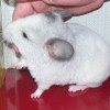 Елисей