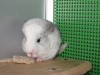 1 месяц